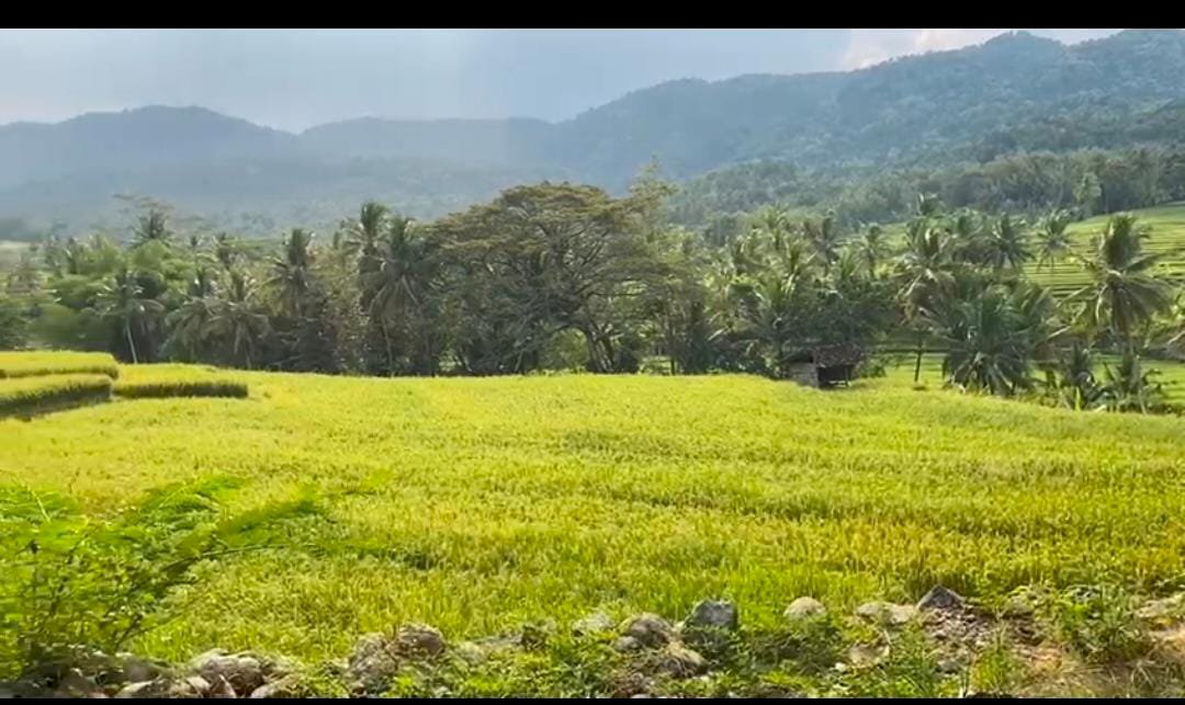 Sawah pemandangan bukit menoreh kulon progo