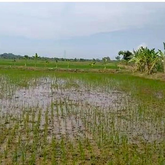 tanah luas dan strategis di krajan suwalan tuban cocok untuk perumahan