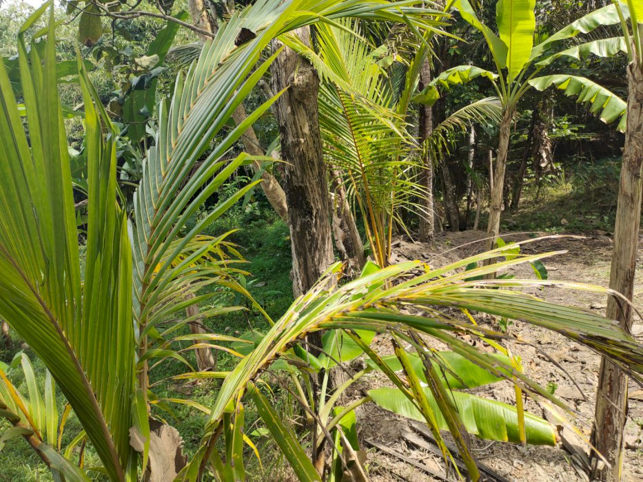 Tnah murah fiew sawah