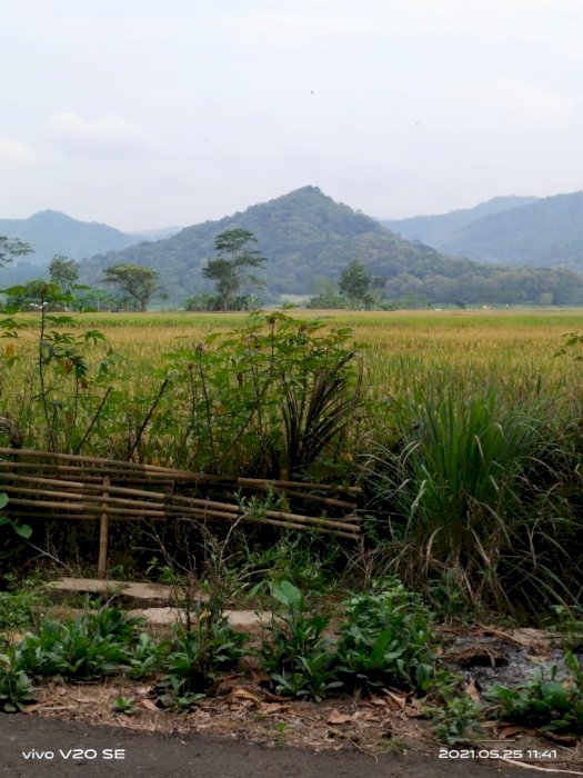 Tanah murah deket kedai kopi ampirono dan geblek pari