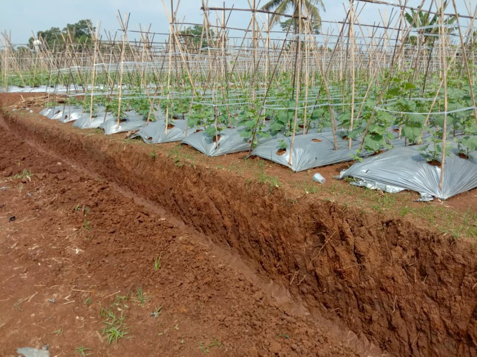 Dijual Tanah seluas = 1.382m2 di Tenjolaya Bogor Rp 500 .000-/m2 NEGO