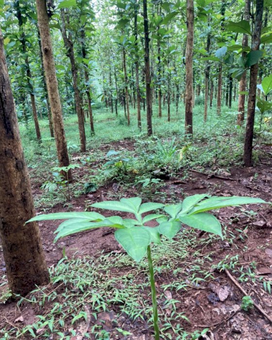 Dijual Cepat Tanah untuk Pembangunan Pesantren