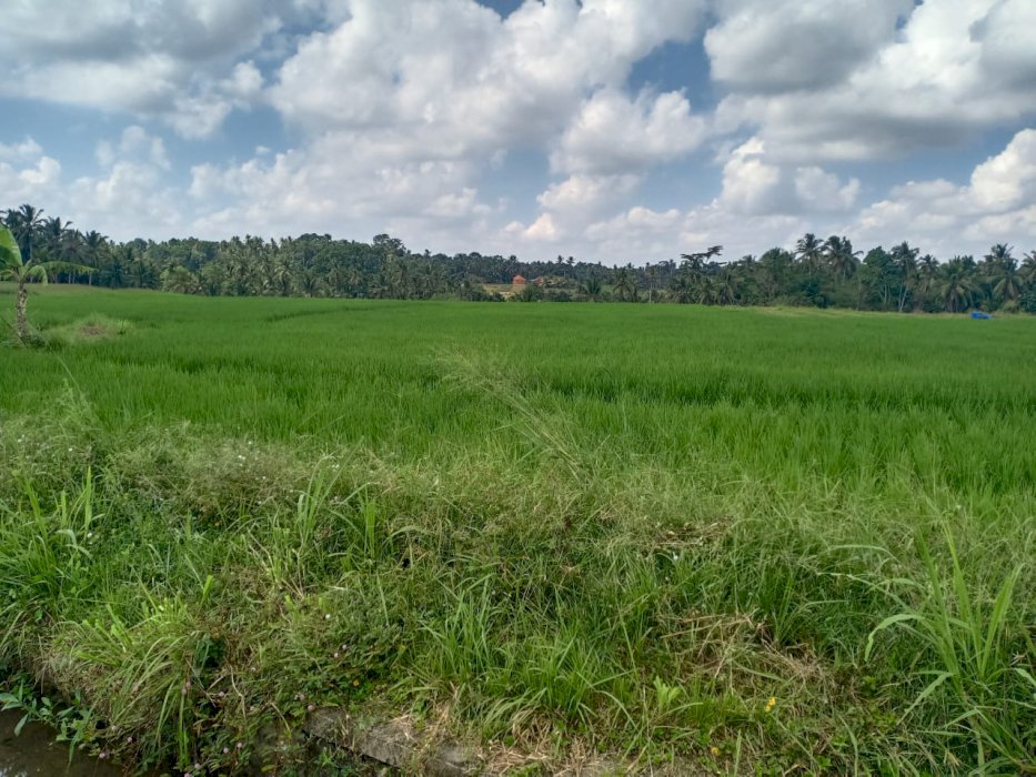 TANAH MURAH DI DESA SEMBUNG GEDE KERAMBITAN