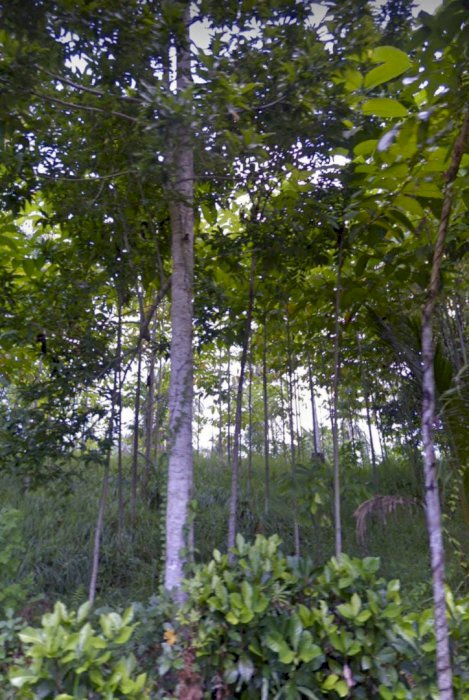 TANAH MURAH DI TABANAN