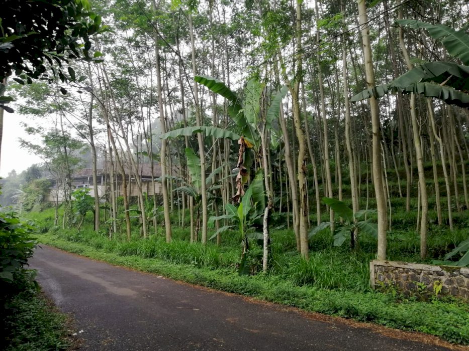 Tnah SHM nol jalan dekat Taman Safari 2 Prigen Pasuruan murah
