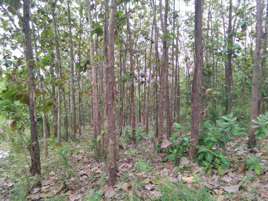 Dijual Tanah Lereng Bukit Beserta Pohon Jati  ,Kates,Jawa Timur