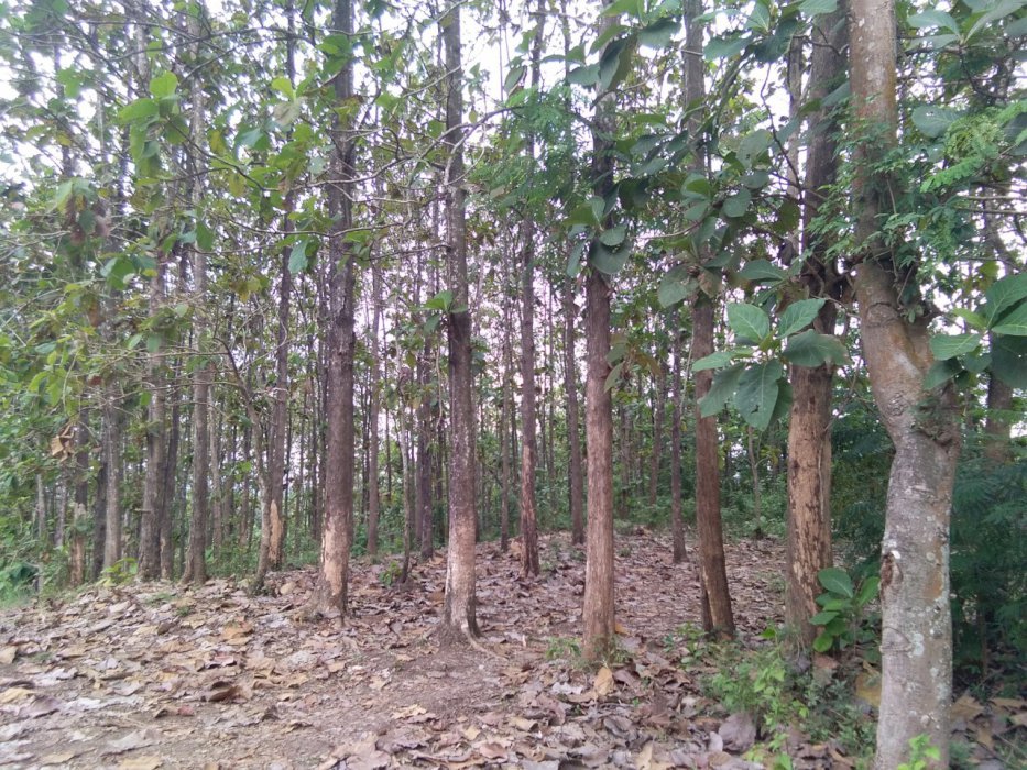Dijual Tanah Lereng Bukit Beserta Pohon Jati, Kates, Jawa Timur