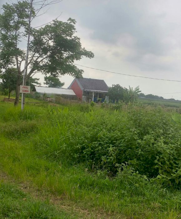 Dijual Tanah Kavling di Jl. Desa di Sindanglaut-Kabupaten Cirebon, Jawa Barat.