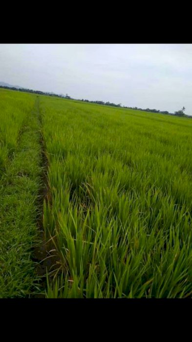 Tanah sawah dijual murah Ngentak,ngombol purworejo
