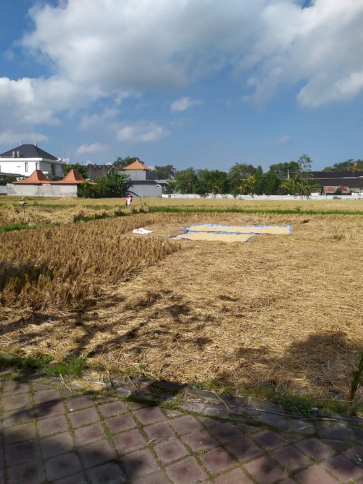 Tanah sewa premium area canggu