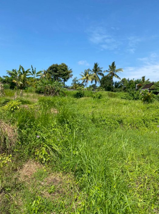 LAND FOR SALE TANAH STRATEGIS KAWASAN UBUD DENPASAR BALI