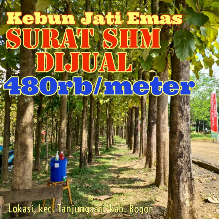 JUAL TANAH KAVLING MURAH PINGGIR JALAN PROVINSI BONUS POHON JATI BESAR