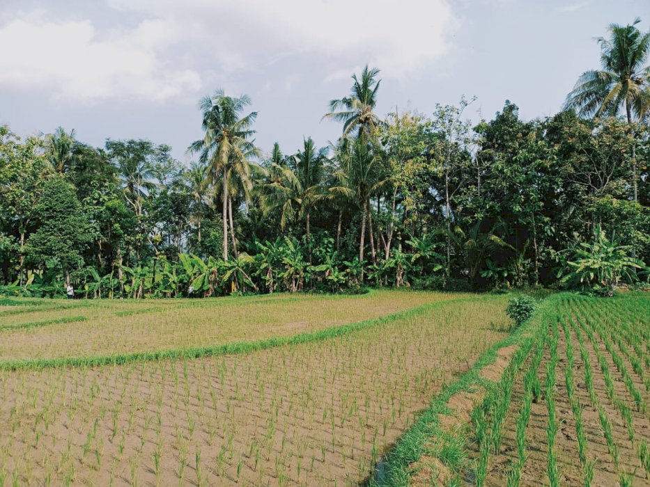 Tanah sawah dijual murah Sidorejo_Purworejo