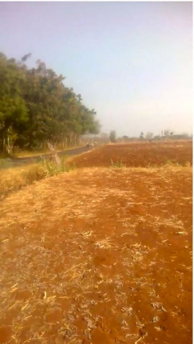 Tanah luas nol jalan cocok untuk perumahan gudang atau pabrik mliwang tuban,