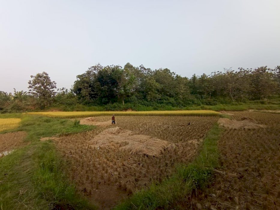 Dijual BU Tanah Murah di Kec. Bojong Mangu Kabupaten Bekasi