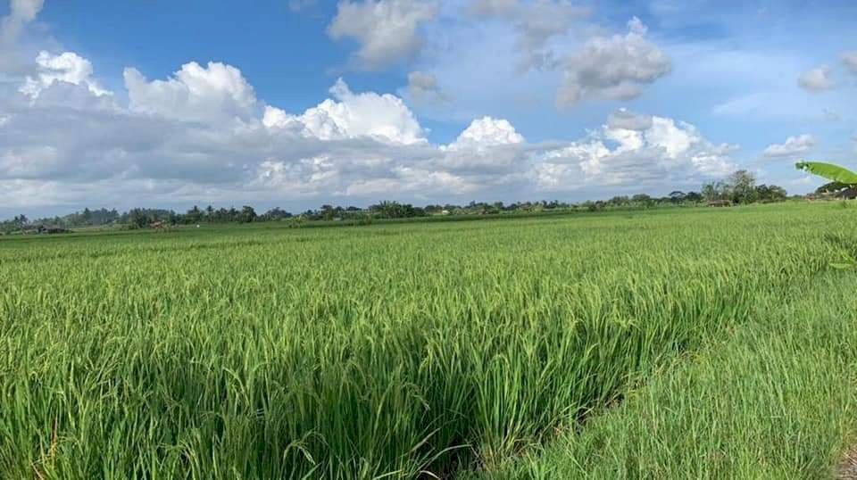 JUAL TANAH SAWAH COCOK INVESTASI