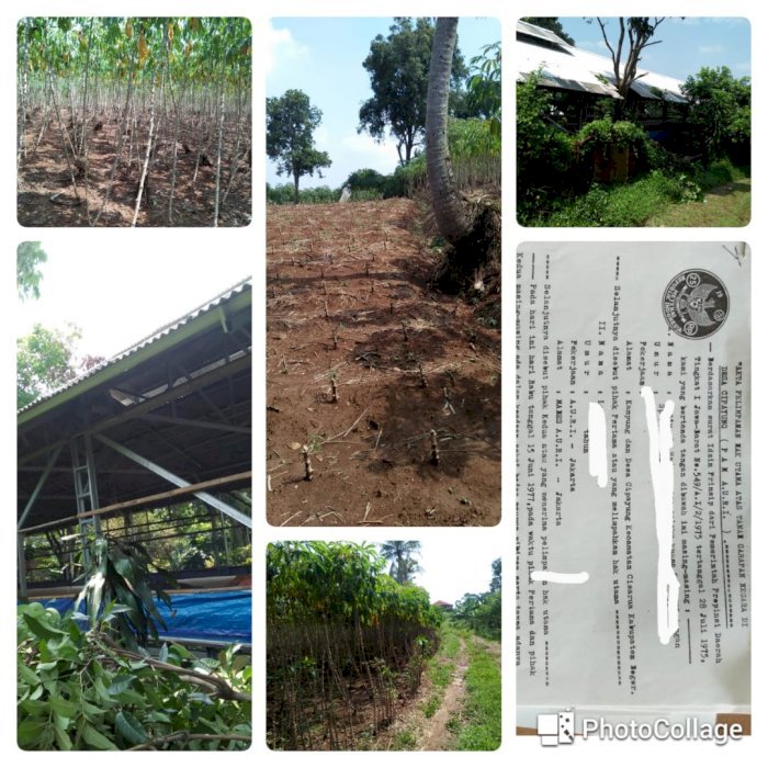 Lahan kebun  Area Puncak Bogor Cocok Untuk Investasi Atau permakultur