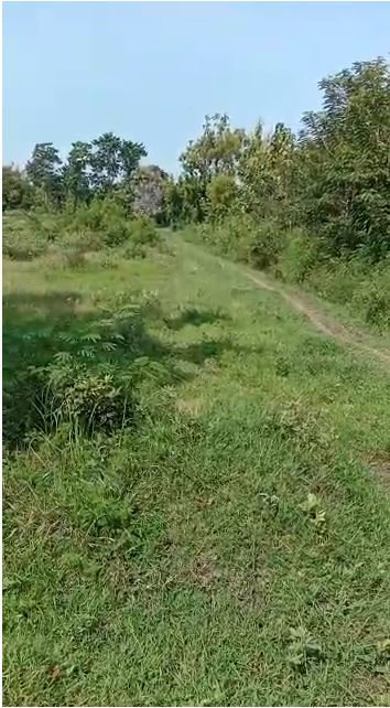 Tanah Luas murah di Bancar Tuban, Sangat Strategis untuk Budidaya Peternakan,