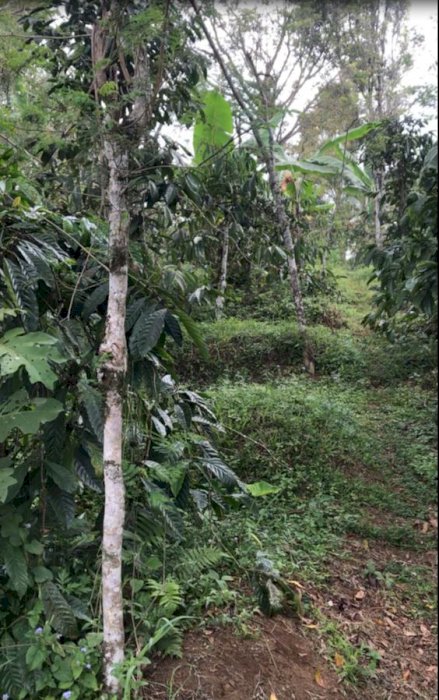 Tanah Luas untuk perkebunan atau villa penginapan lokasi Nongkojajar Jawa timur