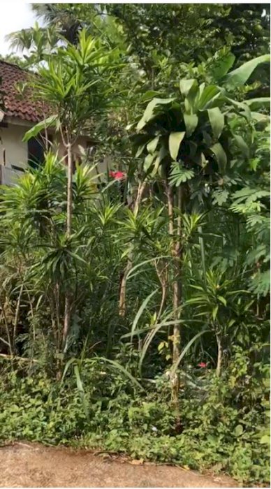 Tanah rumah, villa atau untuk peternakan lokasi Nongkojajar