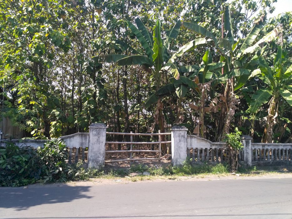 JUAL TANAH INCLUDE POHON JATI USIA 11th di MOJOLABAN SUKOHARJO