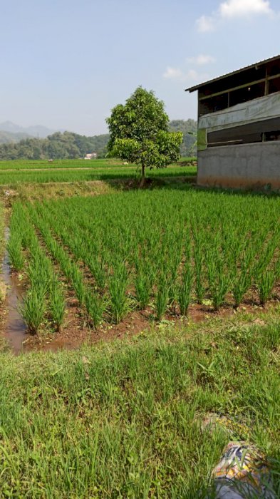 Dijual Tanah Berada di Jalan Raya Soreang Cipatik