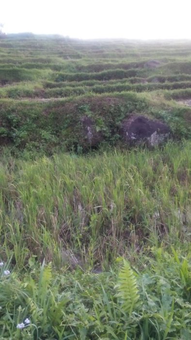 Dijual tanah pertanian / persawahan