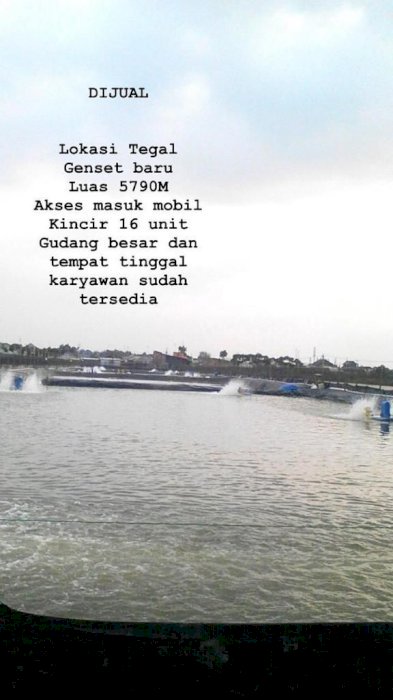 DI JUAL TANAH TAMBAK IKAN LUAS DAN STRATEGIS DI TEGAL JAWA TENGAH