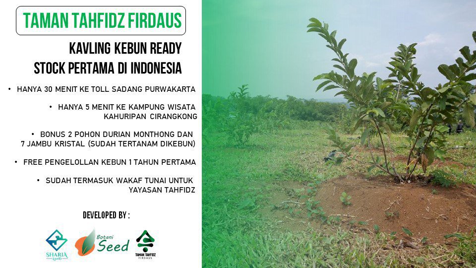 Tanah Kavling  Gratis Pohon Jambu dan Durian