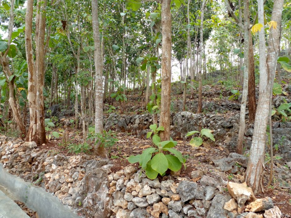 Di Jual sebidang Tanah Tegalan/Pegunungan Full pohon Jati dan mahoni