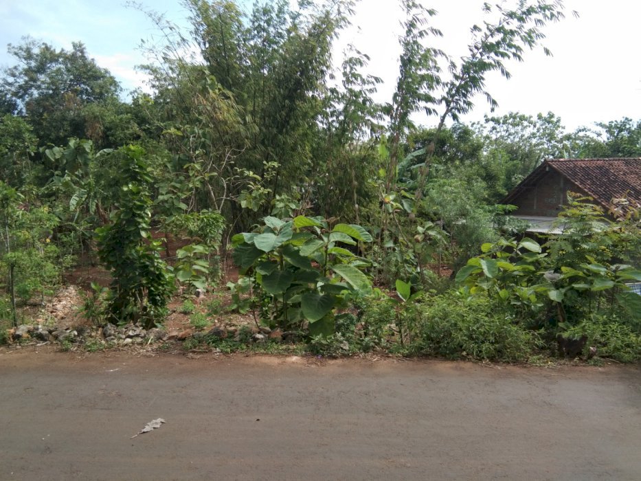 Di Jual Tanah Pekarangan Datar mangku Jalan Aspal kampung