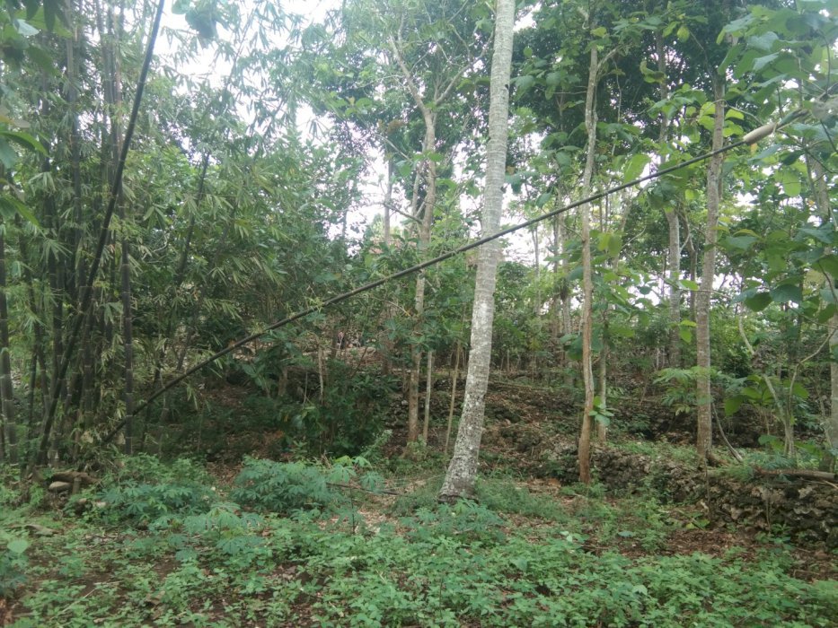 Di Jual Tanah Pekarangan Datar dekat Pondok pesantren