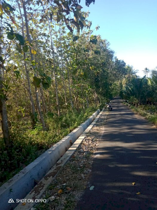 Di Jual Tanah Pekarangan Datar mangku Jln Aspal fuul pohon Jati