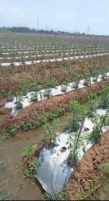 Tanah Sawah Dekat Ke Stasiun KCIC Tegalluar.