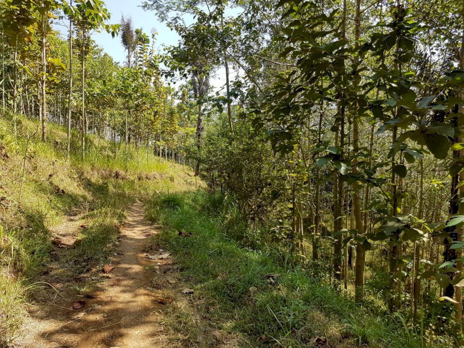 Tanah Murah 4 Ha Di Rancakalong Sumedang Untuk Investasi