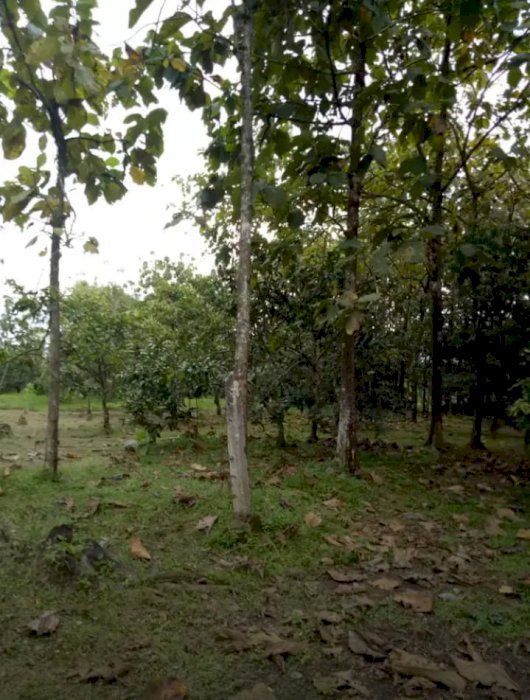 Tanah Pekarangan murah Transyogi Bogor