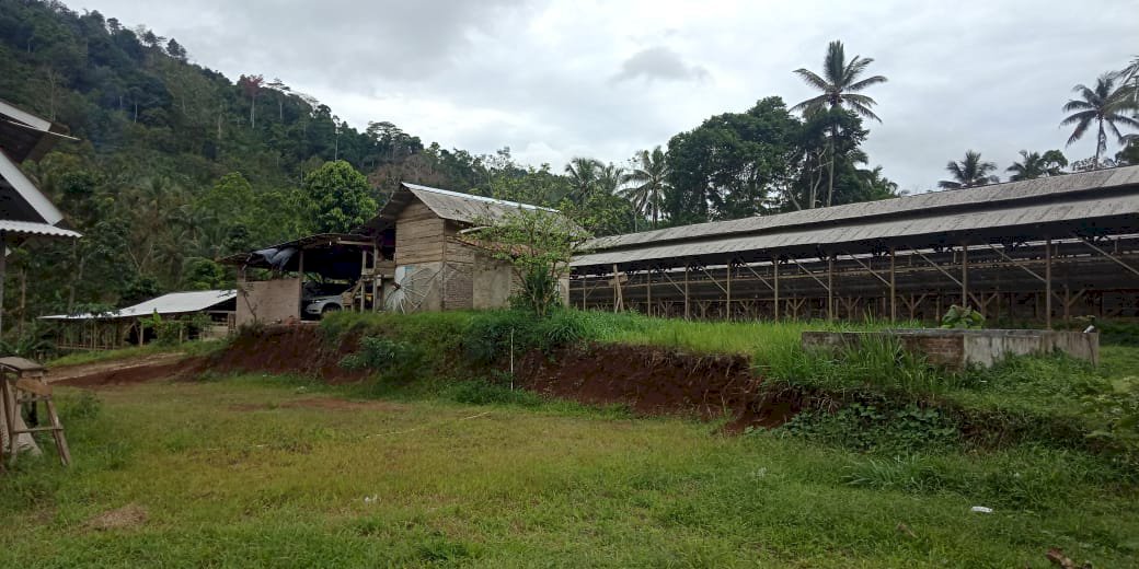Dijual Kandang ayam Petelur Lampung