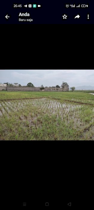 Dijual sebidang Lahan pertanian Sawah