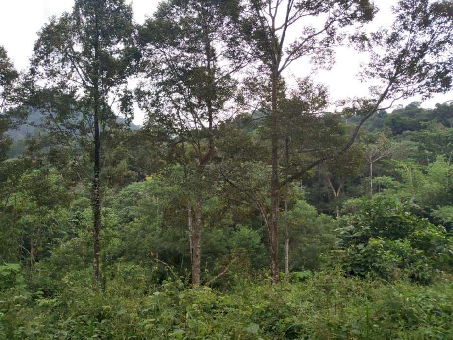 Kebun durian di area wisata