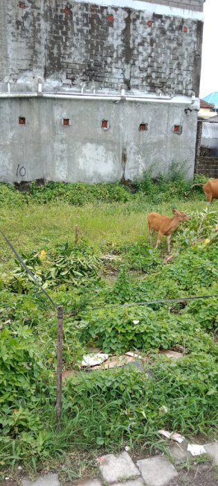 Dijual tanah di jalan mekar blok A VII