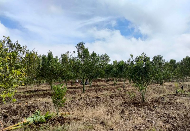 Tanah Murah Kota Batu Bonus Kebun Jeruk Produktif Omset 250 Jutaan
