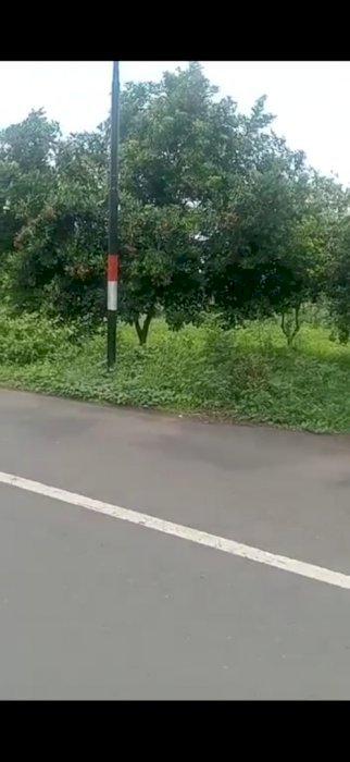 Tanah perkebunan pinggir jalan raya