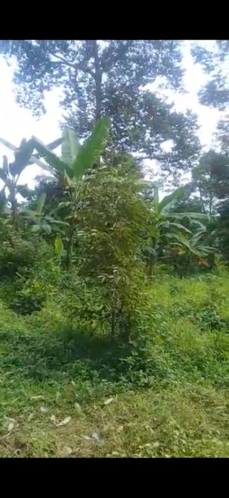 Kebun durian murah  jadikan investasi