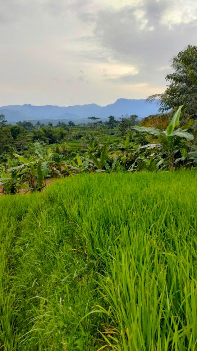 Jual tanah sawah surat SHM