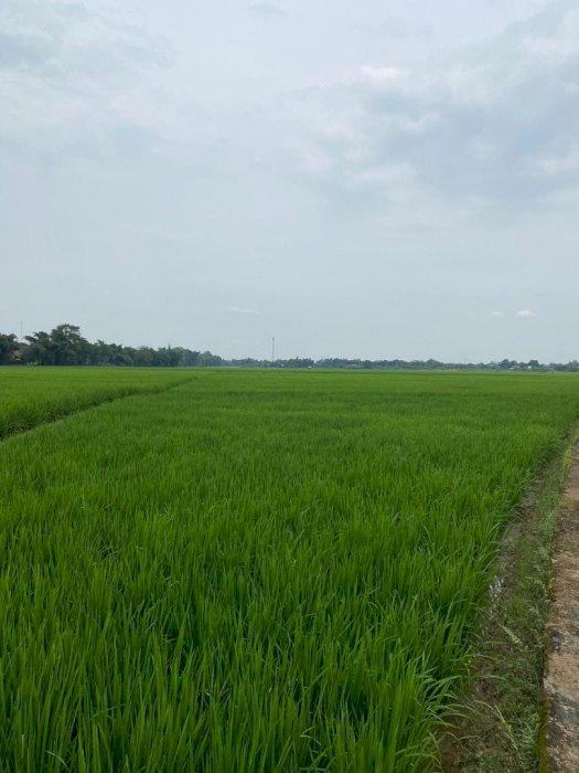 Dijual butuh cepat lahan sawah