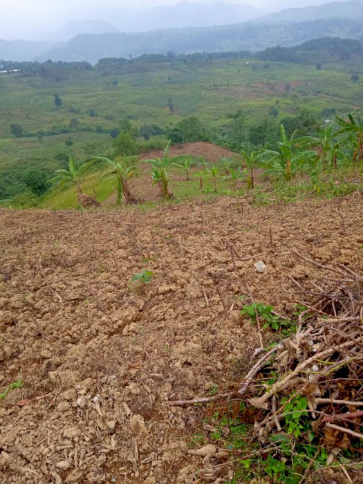 Tanah Darat 100rbu/meter Cocok Untuk Investasi, Murah Strategis