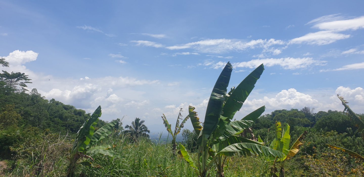 Di jual cepat tanah kebun pribadi