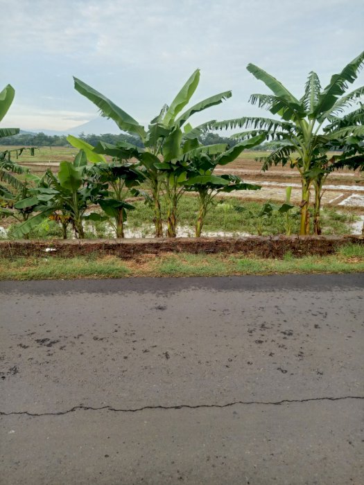 Tanah strategis di selatan prempatan klairan