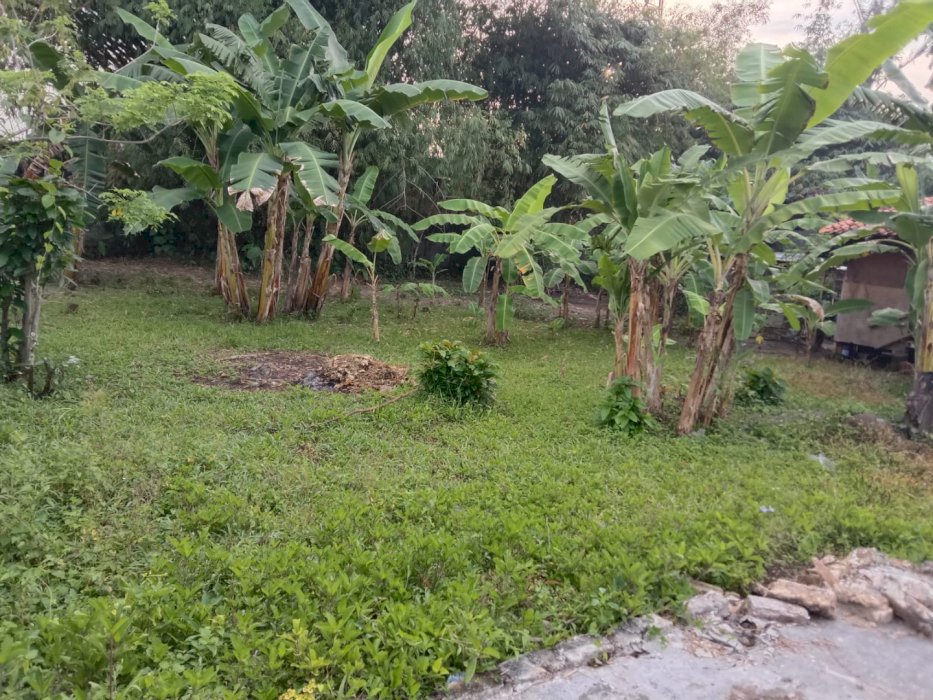 Tanah 1.386m di bangkalan madura