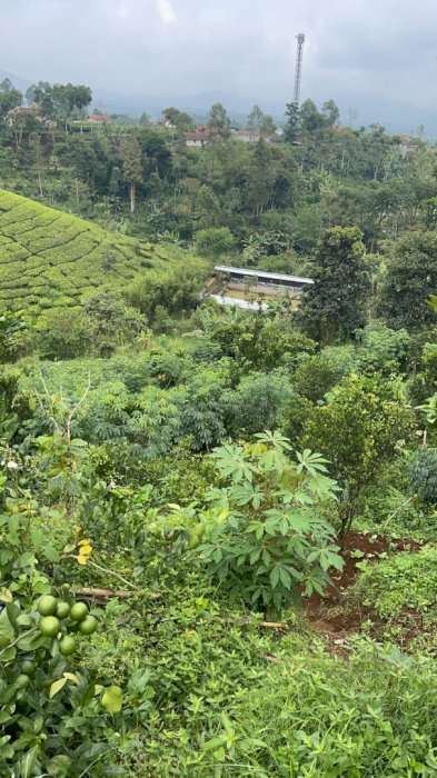 Dijual Tanah Murah di Ciwidey , Bandung,Jawa Barat